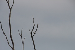 Epthianura albifrons