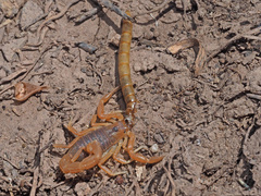 Parabuthus planicauda