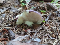 Russula mariae