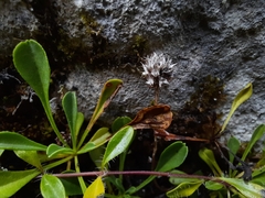 Globularia cordifolia