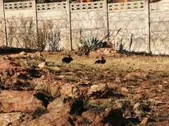 Oryctolagus cuniculus domesticus