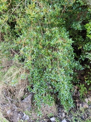 Coprosma ×cunninghamii