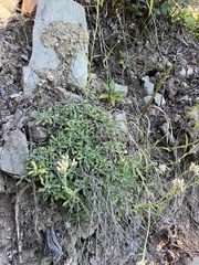 Antennaria howellii