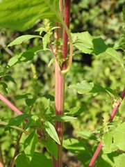 Amaranthus hybridus