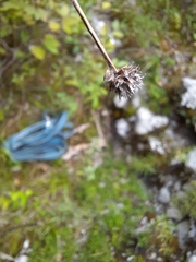 Globularia cordifolia