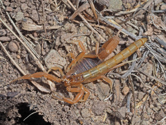 Parabuthus planicauda