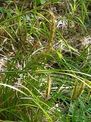Carex gynandra