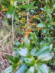 Coprosma ×cunninghamii
