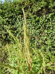 Amaranthus hybridus
