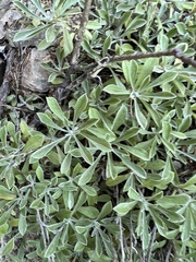Antennaria howellii
