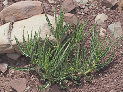 Xysmalobium gomphocarpoides