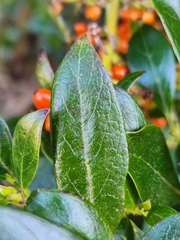 Coprosma ×cunninghamii
