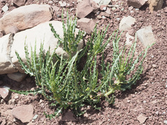 Xysmalobium gomphocarpoides