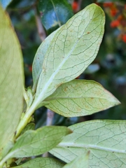Coprosma ×cunninghamii