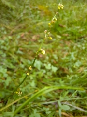 Rumex scutatus
