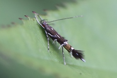 Cosmopterix