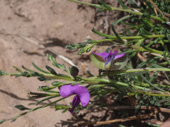 Polygala rehmannii