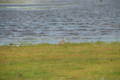 Vanellus miles novaehollandiae