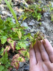 Penstemon serrulatus