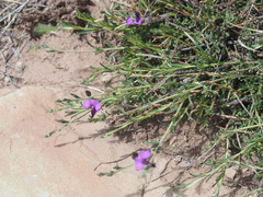 Polygala rehmannii