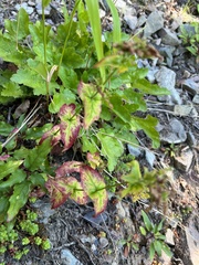 Penstemon serrulatus