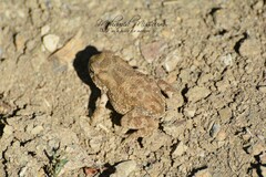 Bufotes boulengeri
