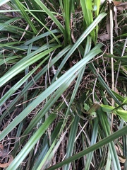 Dianella brevicaulis