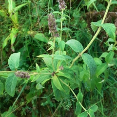 Mentha longifolia