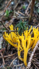 Calocera