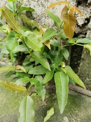 Ficus concinna