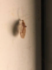 Hemerobiidae