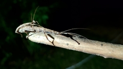 Anisomorpha buprestoides