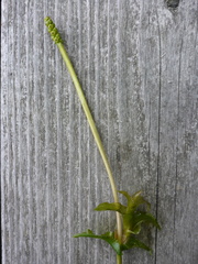 Potamogeton richardsonii