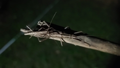 Anisomorpha buprestoides