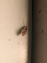 Hemerobiidae