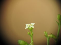 Thesium divaricatum