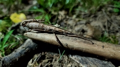 Anisomorpha buprestoides