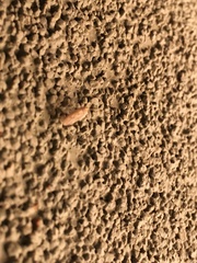 Hemerobiidae