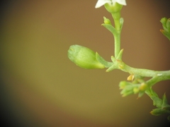 Thesium divaricatum