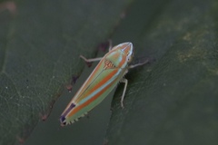 Graphocephala