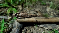 Anisomorpha buprestoides