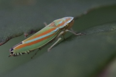 Graphocephala