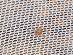 Araneidae