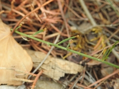 Thesium divaricatum