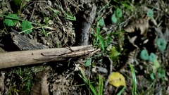 Anisomorpha buprestoides