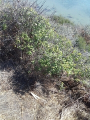 Prunus spinosa