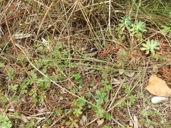 Thesium divaricatum