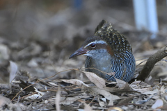 Gallirallus philippensis