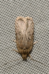 Agonopterix