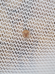 Araneidae